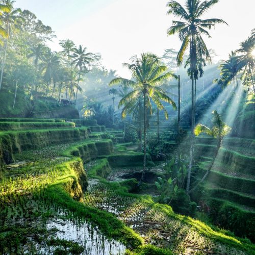 Yoga Retreat på Bali 2022 - Den ultimative yogarejse på Bali for sjælen